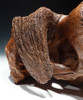 IMMEASURABLY RARE ICE AGE FOSSIL MUSKOX SKULL FROM AN ALASKAN GOLD DREDGE  *LMX179