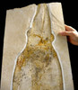 RARE GIANT JURASSIC FOSSIL SQUID WITH 3D PRESERVATION  *SQ005