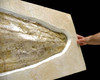 RARE GIANT JURASSIC FOSSIL SQUID WITH 3D PRESERVATION  *SQ005