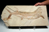 LARGE DINOSAUR-ERA EUBIODECTES BULLDOG FISH FOSSIL WITH RARE PRESERVATION *F093