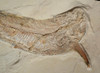 LARGE DINOSAUR-ERA EUBIODECTES BULLDOG FISH FOSSIL WITH RARE PRESERVATION *F093