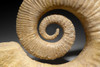 GIANT RARE OPEN COIL HETEROMORPH AMMONITE FOSSIL IMPRESSIVE INTERIOR DESIGN ACCENT SPECIMEN *AMS01