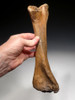 RARE PACHYCEPHALOSAURUS TIBIA FOSSIL DINOSAUR LEG BONE  *DBX040