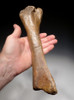 RARE PACHYCEPHALOSAURUS TIBIA FOSSIL DINOSAUR LEG BONE  *DBX040