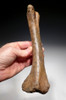 PACHYCEPHALOSAUR DINOSAUR FOSSIL TIBIA LEG BONE  *DBX042