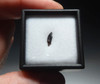 DINOSAUR-ERA MESOZOIC MAMMAL FOSSIL INCISOR TOOTH *MM017