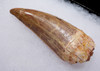 BEAUTIFUL IMPRESSIVE 3 INCH DINOSAUR TOOTH FROM CARCHARODONTOSAURUS *DT2-110