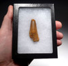 1.9 INCH SPINOSAURUS DINOSAUR FOSSIL TOOTH  *DT5-505