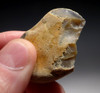 PREHISTORIC ENGLAND OLDOWAN PEBBLE TOOL SCRAPER FROM FAMOUS HAPPISBURGH FOOTPRINTS REGION  *PB158