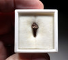 FINEST THESCELOSAURUS DINOSAUR TOOTH WITH FULL CROWN AND ROOT *DT20-026