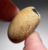 STONE AGE ENGLAND HOMO ANTECESSOR OLDOWAN PEBBLE TOOL SCRAPER FROM FAMOUS HAPPISBURGH FOOTPRINTS REGION  *PB156