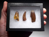 THREE DIFFERENT FOSSIL CROCODILE TEETH FROM THE DINOSAUR DAYS   *CROC087