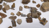 LARGE COLLECTION OF DINOSAUR AND OTHER REPTILE FOSSIL FRAGMENTS FROM HELL CREEK  *HELLCREEK1