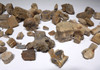 LARGE COLLECTION OF DINOSAUR AND OTHER REPTILE FOSSIL FRAGMENTS FROM HELL CREEK  *HELLCREEK1