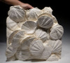 BIV020 - MUSEUM-CLASS HUGE FOSSIL BED OF PREHISTORIC GIANT SEA SCALLOPS DENSELY PACKED IN ORIGINAL POSITION