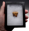 CHOICE AUSTRIAN CAVE BEAR FOSSIL MOLAR TOOTH FROM THE FAMOUS DRACHENHOHLE DRAGONS CAVE  *LM40-199