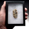 CAVE BEAR PRIMARY MOLAR FOSSIL TOOTH FROM THE FAMOUS AUSTRIA DRACHENHOHLE DRAGONS CAVE *LM40-190