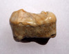 URSUS SPELAEUS CAVE BEAR FOSSIL MOLAR TOOTH FROM ROMANIA  *LM40-200