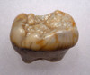 URSUS SPELAEUS CAVE BEAR FOSSIL MOLAR TOOTH FROM ROMANIA  *LM40-200