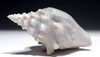 FINEST FOSSIL CONCH SEA SNAIL SHELL FROM A PREHISTORIC STROMBUS GASTROPOD  *GAP3