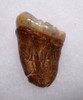 CAVE BEAR FOSSIL MOLAR TOOTH FROM FAMOUS DRACHENHOHLE DRAGONS CAVE AUSTRIA  *LM40-196