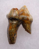 BEAUTIFUL CAVE BEAR FOSSIL MOLAR TOOTH FROM DRACHENHOHLE DRAGONS CAVE IN AUSTRIA  *LM40-197