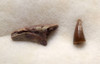 ERYOPS AMPHIBIAN FOSSIL CLAW AND TOOTH  *DT22X5