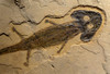 EXCEPTIONAL PERMIAN SCLEROCEPHALUS AMPHIBIAN FOSSIL  ON SHALE  *AMPH300