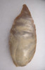 FINEST LARGE CAPSIAN NEOLITHIC FLINT BORER FLAKE TOOL FROM AFRICA  *CAP276