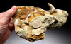 IMPRESSIVE SHARKTOOTH HILL CALIFORNIA FOSSIL MATRIX WITH PLANUS AND HASTALIS MAKO FOSSIL SHARK TEETH  *STH004