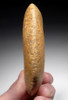 SCARCE UNBROKEN STONE RING MACE HEAD OF THE CAPSIAN AFRICAN NEOLITHIC  *CAP289