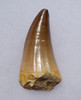 LARGE IMPRESSIVE FOSSIL MOSASAURUS TOOTH FROM A HUGE EXTINCT MOSASAUR  *DT1-900