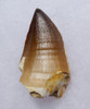 VERY LARGE MOSASAUR TOOTH FOSSIL FROM A HUGE EXTINCT MARINE REPTILE  *DT1-901