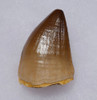 FINEST LARGE FOSSIL PROGNATHODON MOSASAUR TOOTH FOSSIL TOOTH  *DT1-904