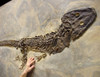 LARGEST KNOWN PREHISTORIC SCLEROCEPHALUS AMPHIBIAN FOSSIL FROM BEFORE THE FIRST DINOSAURS  *AMPH013