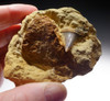 MATRIX FOSSIL MAKO SHARK TOOTH ISURUS HASTALIS WITH BONE FROM SHARKTOOTH HILL CALIFORNIA *STH025