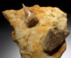 SHARKTOOTH HILL FOSSIL MAKO SHARK TOOTH HASTALIS WITH BONE IN SANDSTONE FROM CALIFORNIA  *STH030