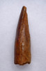 VERY LARGE UNBROKEN SPINOSAURUS FOSSIL TOOTH FROM A MAXIMUM SIZE DINOSAUR   *DT5-545