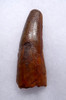 VERY LARGE UNBROKEN SPINOSAURUS FOSSIL TOOTH FROM A MAXIMUM SIZE DINOSAUR   *DT5-545