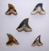 COLLECTION OF 5 HEMIPRISTIS SNAGGLETOOTH FOSSIL SHARK TEETH FROM BONE VALLEY  *SHX092