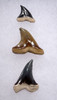 THREE PREMIUM BONE VALLEY FOSSIL SHARK TEETH OF HEMIPRISTIS SNAGGLETOOTH SHARK  *SHX091