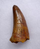 EXCEPTIONALLY LARGE CROCODILE FOSSIL FANG TOOTH FROM THE CRETACEOUS  *CROC088