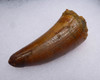 EXCEPTIONALLY LARGE CROCODILE FOSSIL FANG TOOTH FROM THE CRETACEOUS  *CROC088