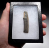 UPPER PALEOLITHIC FLINT BLADE TOOL FROM FAMOUS MAGDALENIAN LAUGERIE-BASSE SITE IN FRANCE  *UP047
