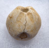 HOLY GRAIL CAPSIAN AFRICAN NEOLITHIC BEAD PENDANT MADE FROM A FOSSIL SEA URCHIN ECHINOID  *CAP320