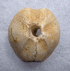 HOLY GRAIL CAPSIAN AFRICAN NEOLITHIC BEAD PENDANT MADE FROM A FOSSIL SEA URCHIN ECHINOID  *CAP320