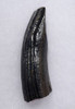 FINEST QUALITY GIANT BEAVER LOWER TUSK FOSSIL INCISOR  *LMX276