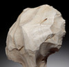 RARE WHITE PETRIFIED WOOD ATERIAN ARROWHEAD TO SCRAPER FROM MIDDLE STONE AGE AFRICA  *AT120