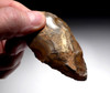 OUR FINEST LARGE ATERIAN BIFACIAL FOLIATE POINT SPEARHEAD FROM MIDDLE STONE AGE AFRICA  *AT126