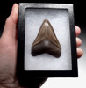 BEAUTIFUL JUVENILE MEGALODON SHARK TOOTH WITH CHATOYANT SILVER AND COPPER HUES  *SHX111